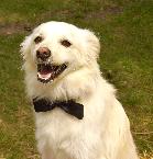 Caspar the Wonder Dog